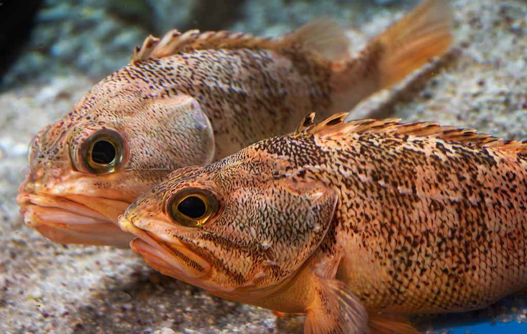 Can Fish Survive Nitrite Poisoning