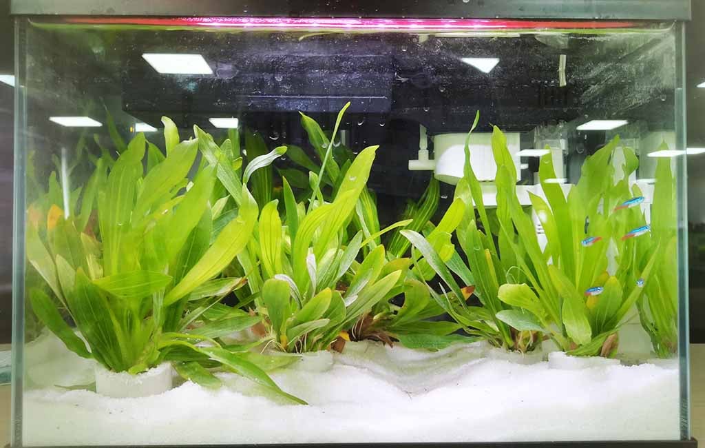 clean organic sludge in aquarium