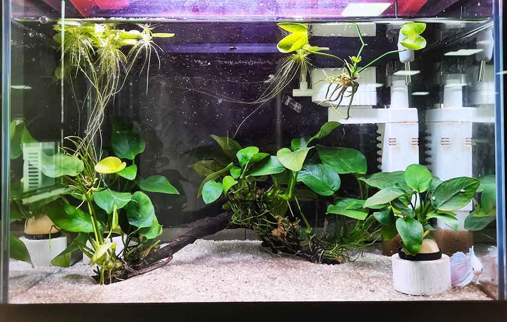Self-Sustaining Ecosystem