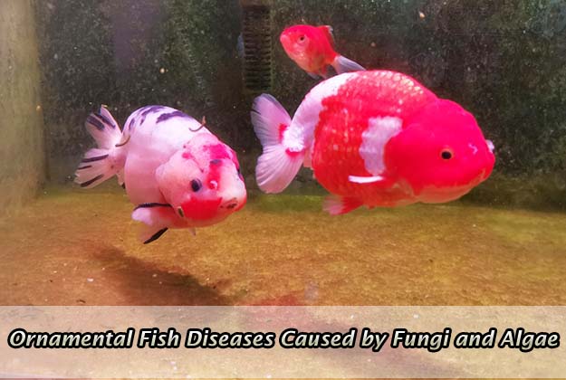 Ornamental Fish Diseases Caused by Fungi and Algae