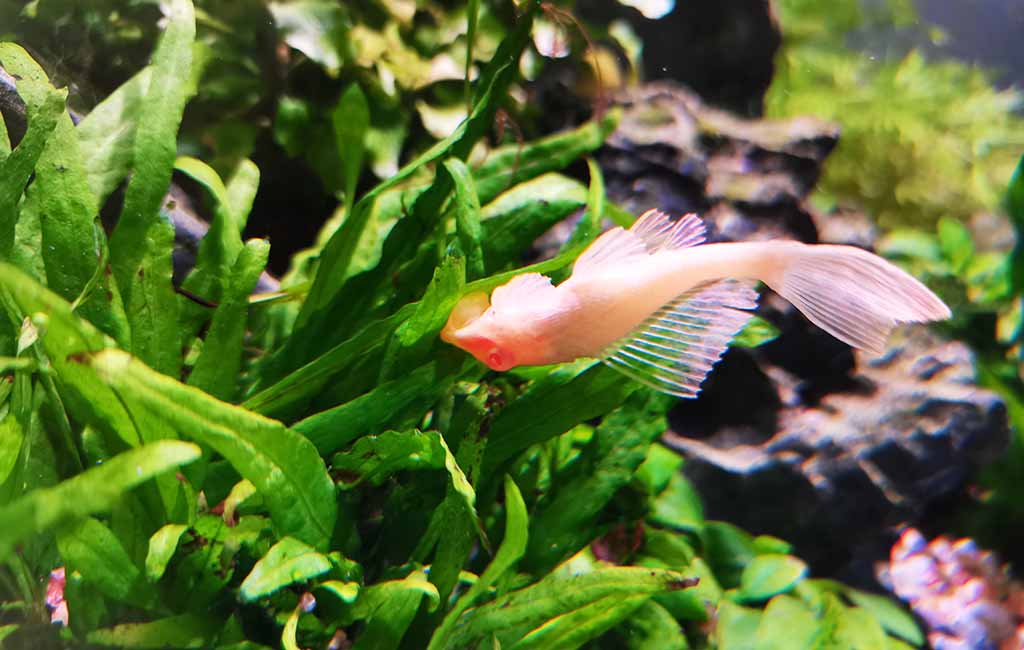 fish diseases caused by algae