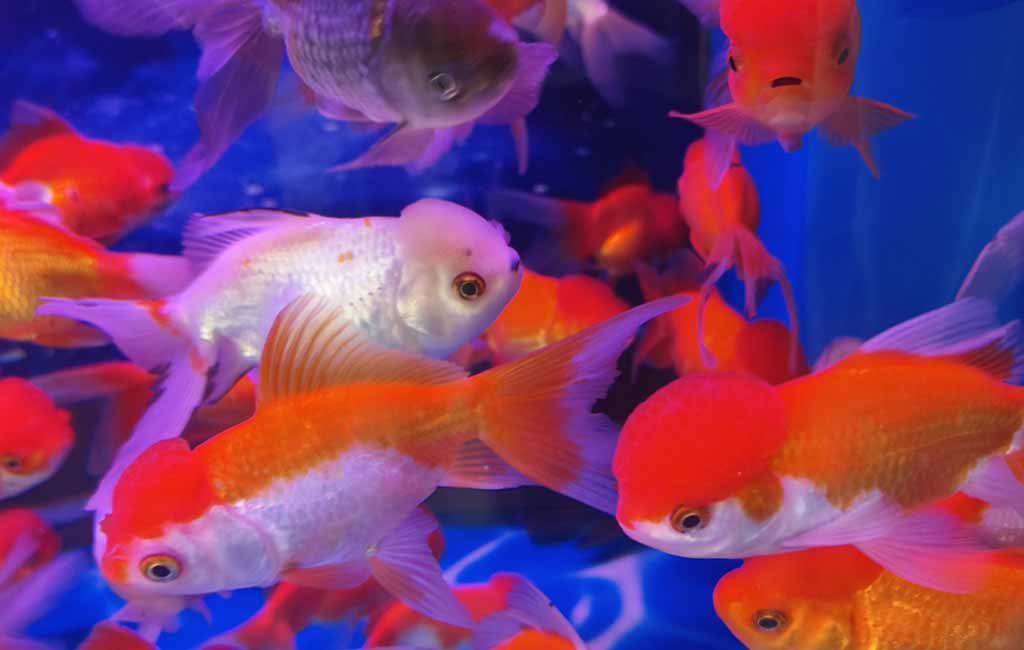 Fish Diseases Caused by Fungi and Algae