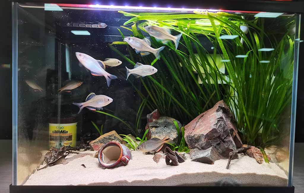 Prevent Fish from Infections by Fungi and Algae