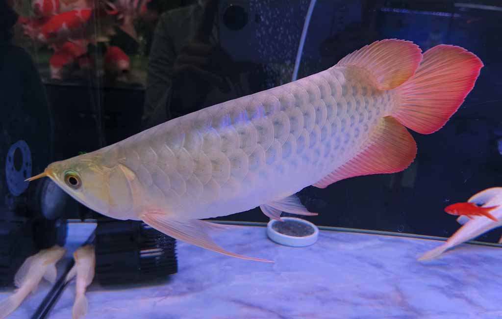 Aquarium Shapes