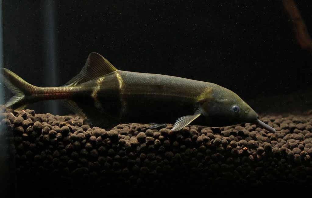 elephant nose fish