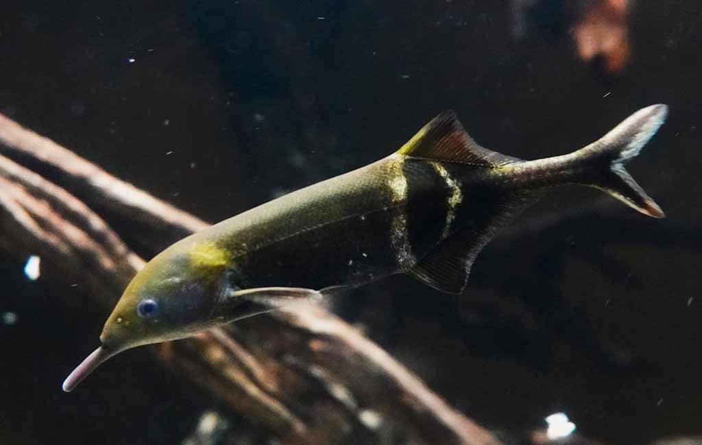 elephant nose fish size
