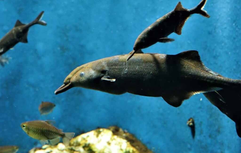 Breeding Elephant Nose Fish