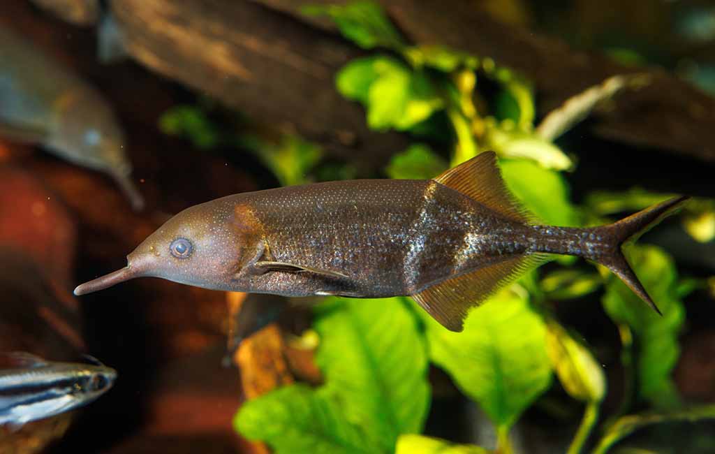 elephant nose fish diet
