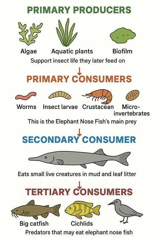 elephant fish species