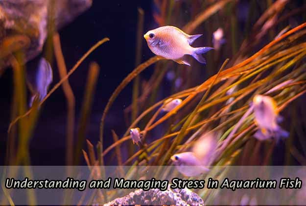 Understanding and Managing Stress in Aquarium Fish