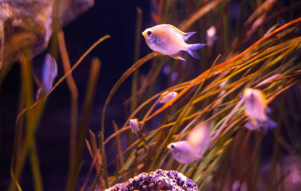 signs of stress in aquarium fish