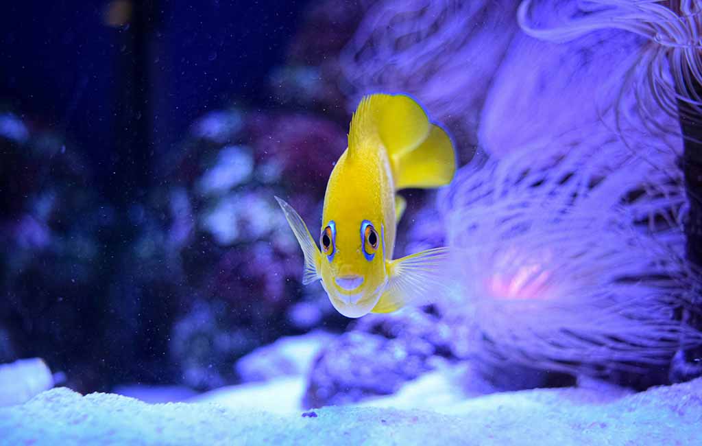 fish stress