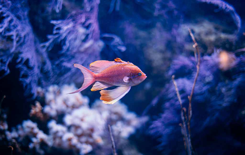 take care of stressed fish