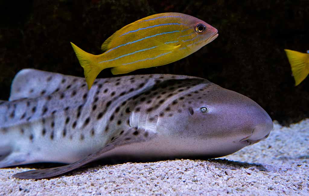 Aquarium Fish Under Stress