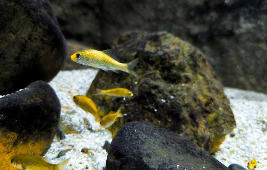 Eliminate Stress in Ornamental Fish