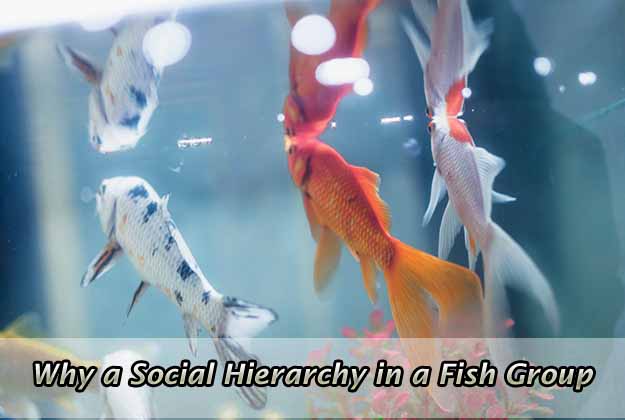 Why a Social Hierarchy in a Fish Group