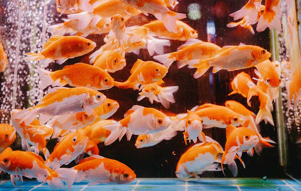 why fish form hierarchies