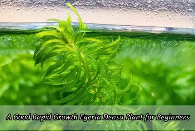 A Good Rapid Growth Egeria Densa Plant for Beginners