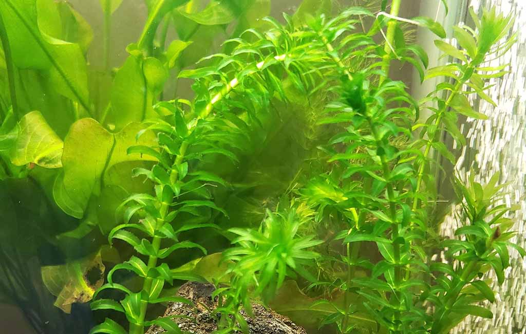 egeria densa