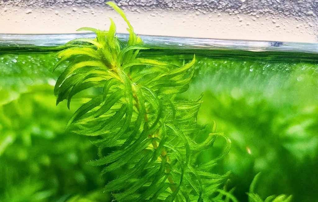 egeria densa care