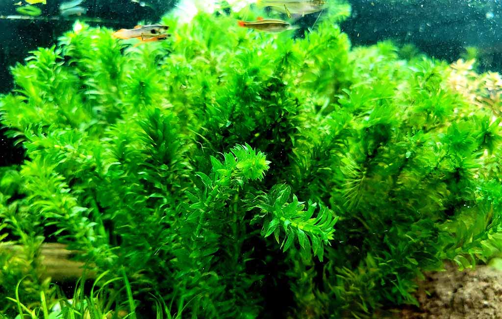 egeria densa aquarium