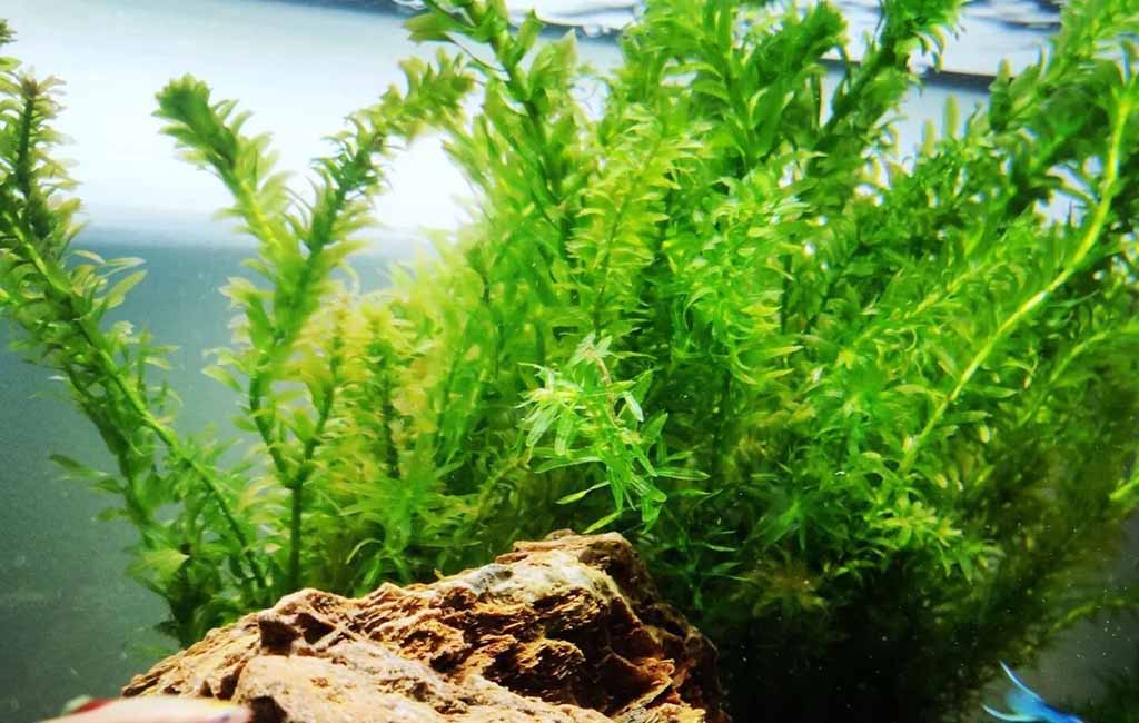 Egeria densa  aquascaping