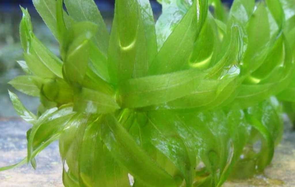 Does Egeria Densa Need CO2