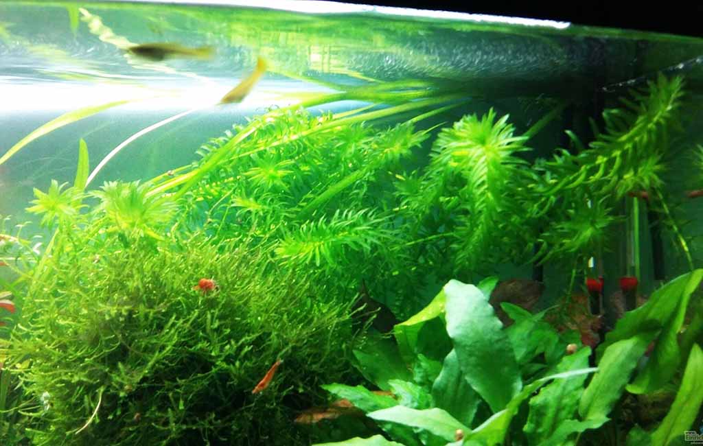 How to Control Egeria Densa