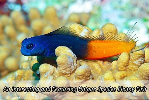 An Interesting and Featuring Unique Species Blenny Fish