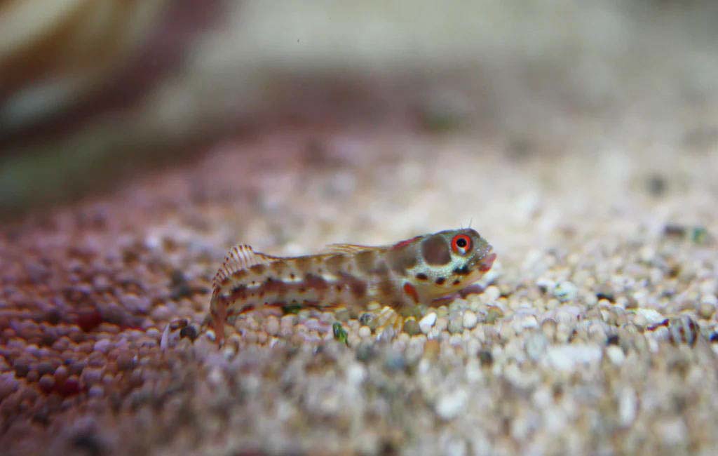 blenny fish