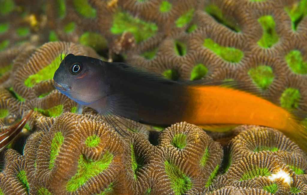 Blennies