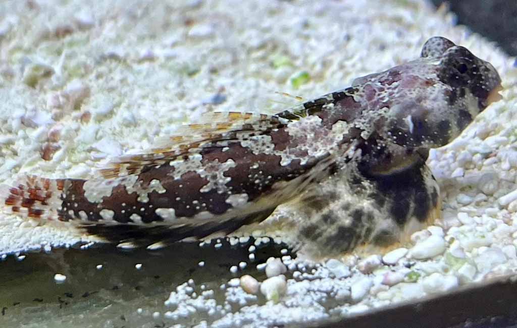 Blenny vs Goby Fish