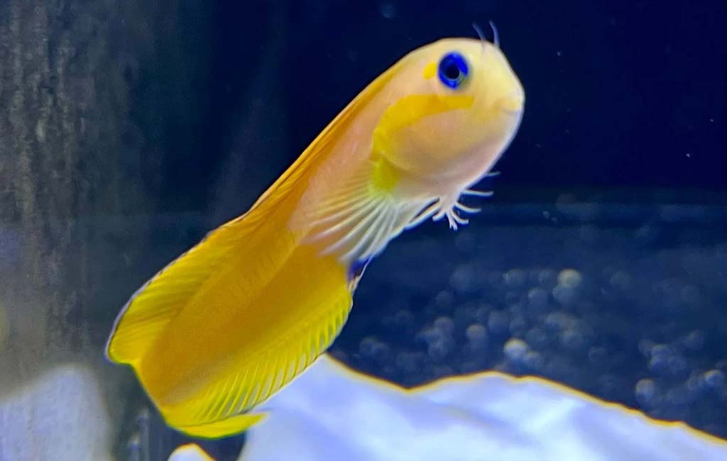freshwater blenny