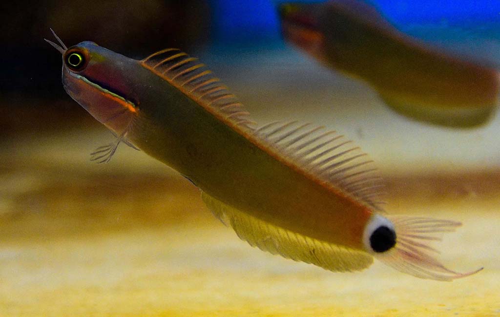 The Best Blennies to Keep