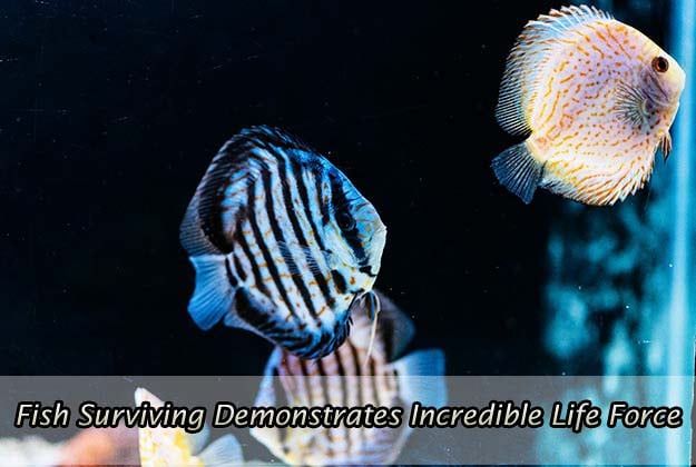 Fish Surviving Demonstrates Incredible Life Force