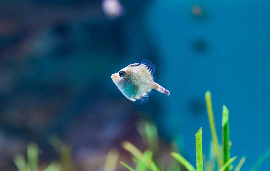 How Long Can Fish Survive Without Food