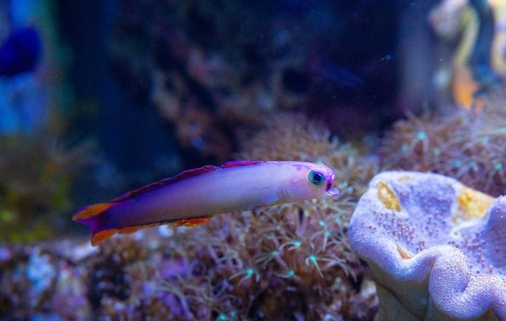 Key Factors for Fish Survival