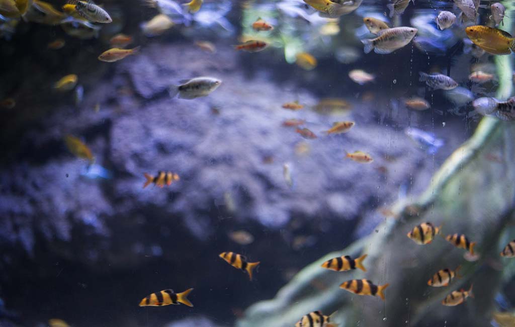 how long can a fish survive out of water