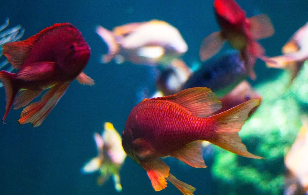 Threats to Fish Survival