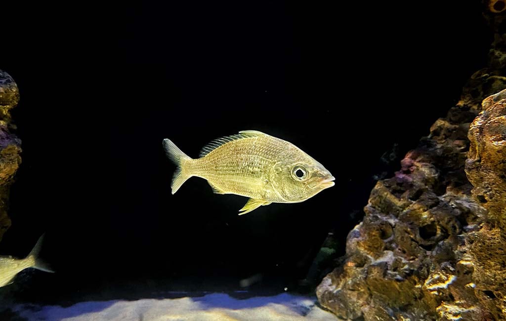 what helps fish survive