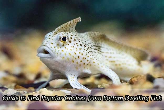 Guide to Find Popular Choices from Bottom Dwelling Fish