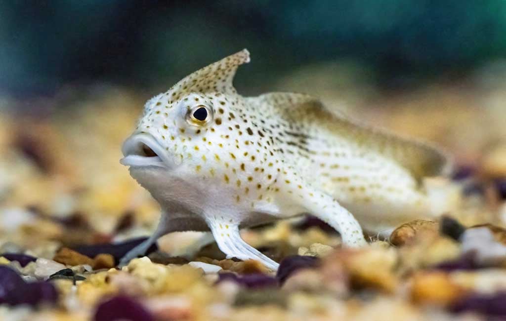 bottom dwelling fish