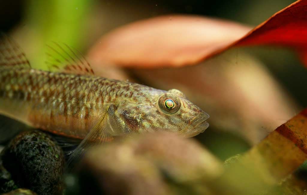 bottom-dwelling fish species