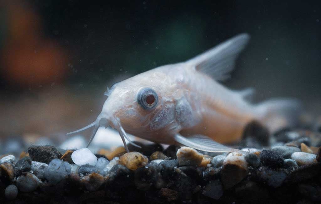 Do Aquariums Need Bottom Dwelling Fish
