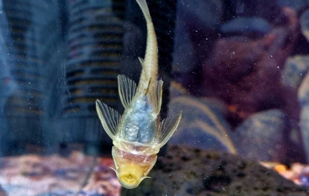 What Fish Can Live with Bottom Dwelling
