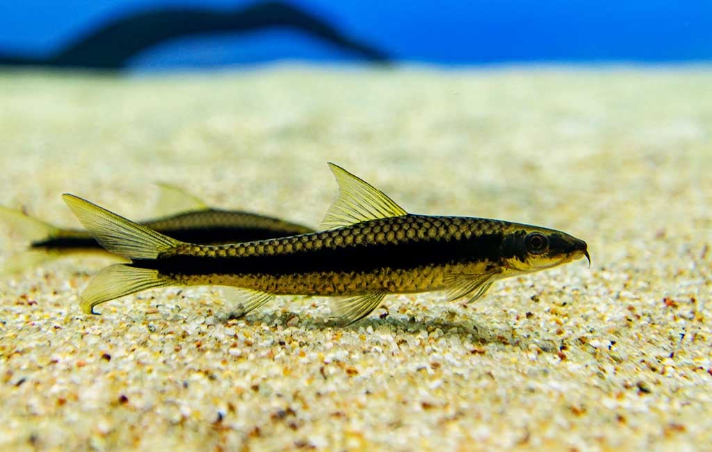 Bottom Dweller Fish Examples
