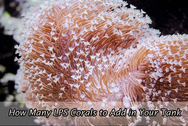 How Many LPS Corals to Add in Your Tank