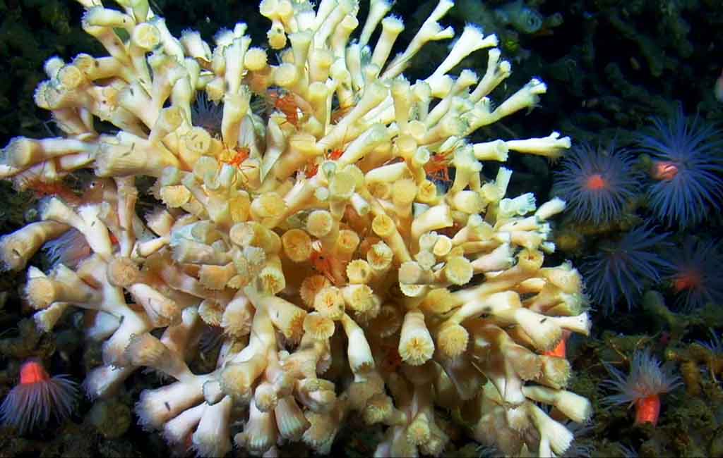 How to Tell If LPS Coral Is Happy