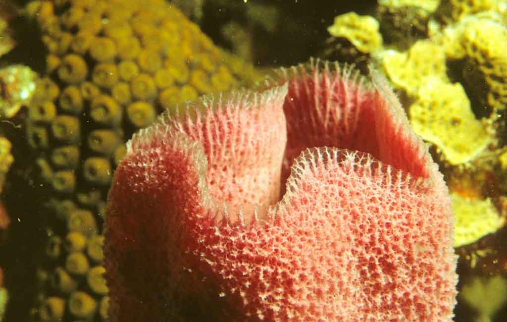 How Many LPS Corals