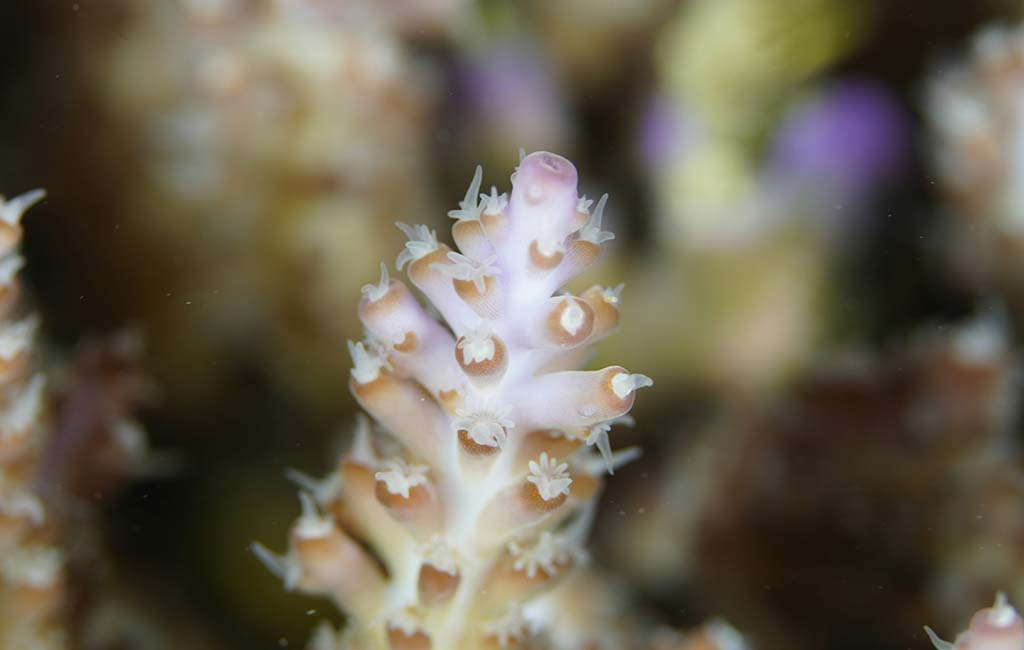 fish tank size for LPS corals